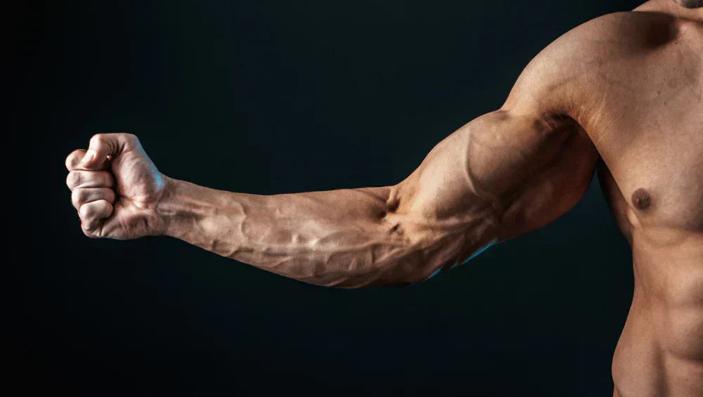 Exercice bras : Guide complet pour muscler efficacement biceps et triceps