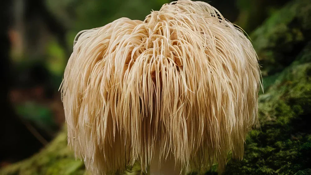 Champignon Lion’s Mane en pleine forêt